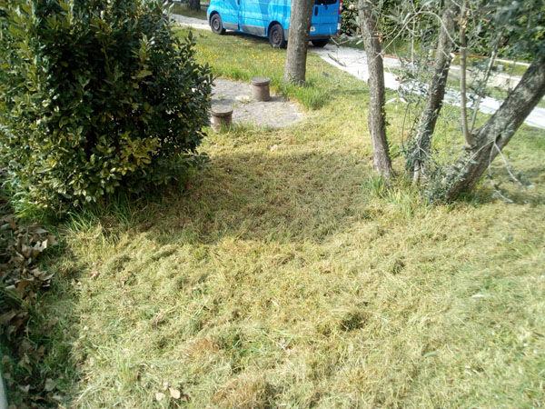 terrain en partie tondu